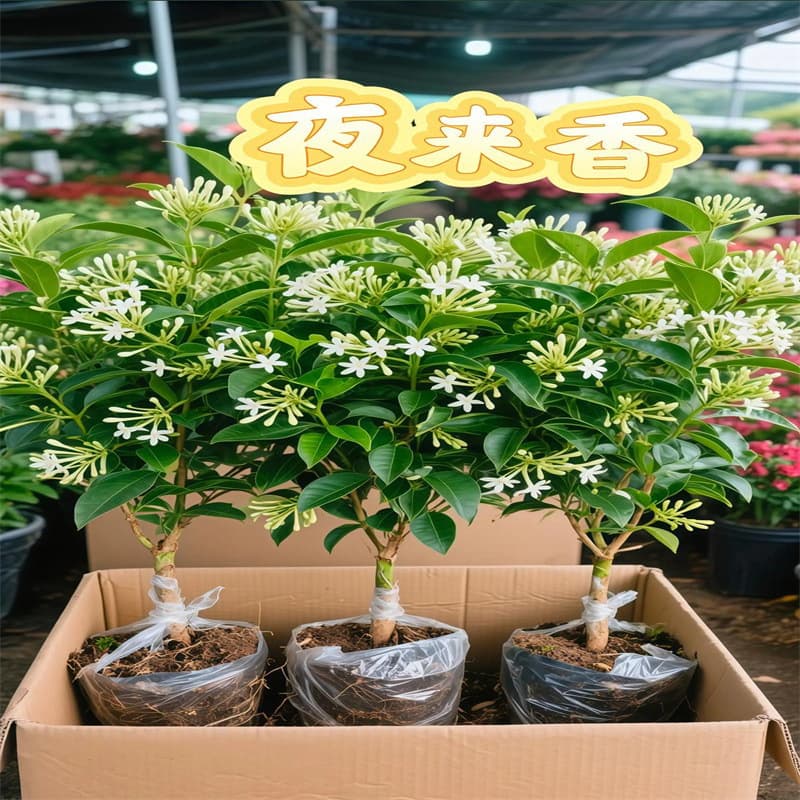 Night Jasmine Potted Plant Strong Fragrance Flower Night Jasmine Seedling Summer Autumn Blooming Plant Cestrum Nocturnum Evergreen Four Seasons