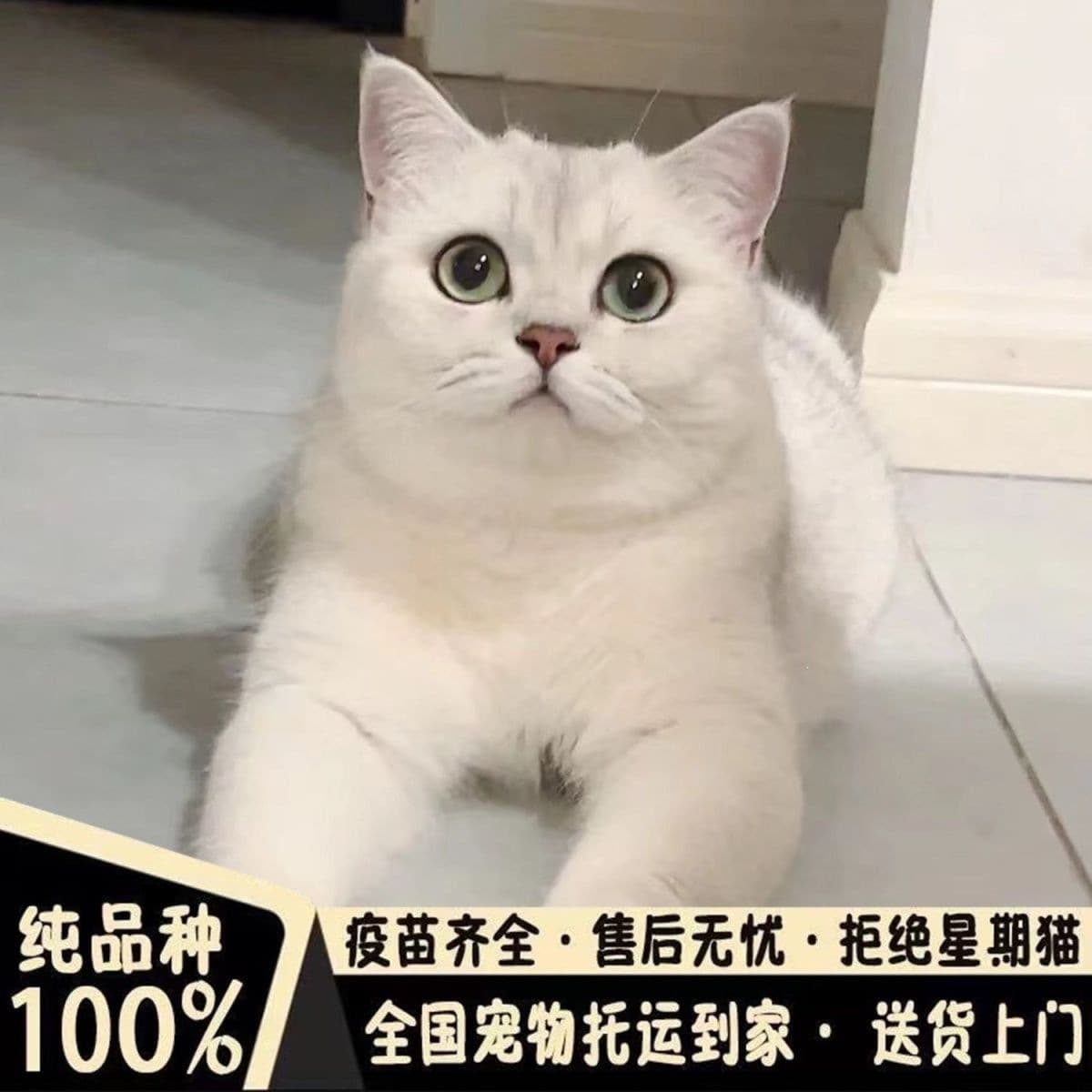 Purebred Silver Shaded British Shorthair Kittens, Silver Point British Shorthair, Silver Shaded Kittens, Blue Cat