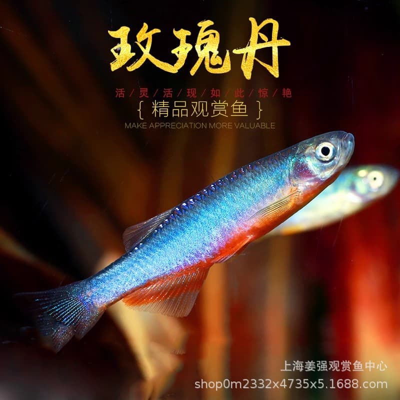 Easy-care hardy fish, no heating needed, Rose Danio, rare native fish, coldwater fish, stream fish, cold freshwater ornamental fish