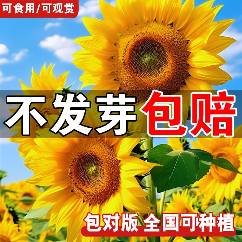 Sunflower Seeds for Balcony Potted Plants, Four-Season Sowing, Blooming, Tall Stalk, Ornamental and Edible Sunflower Seeds