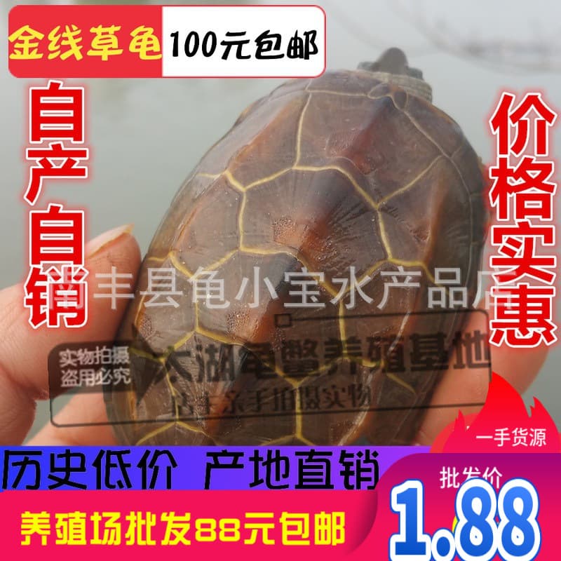 Outdoor pond Chinese pond turtle, golden thread turtle, baby turtle, ink turtle, three-lined turtle, egg-laying pond turtle wholesale