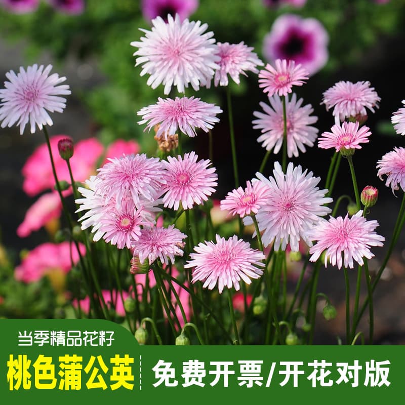 Premium peach dandelion seeds thousand ornamental pink Tianzhu ginseng chrysanthemum seeds courtyard outdoor potted plants