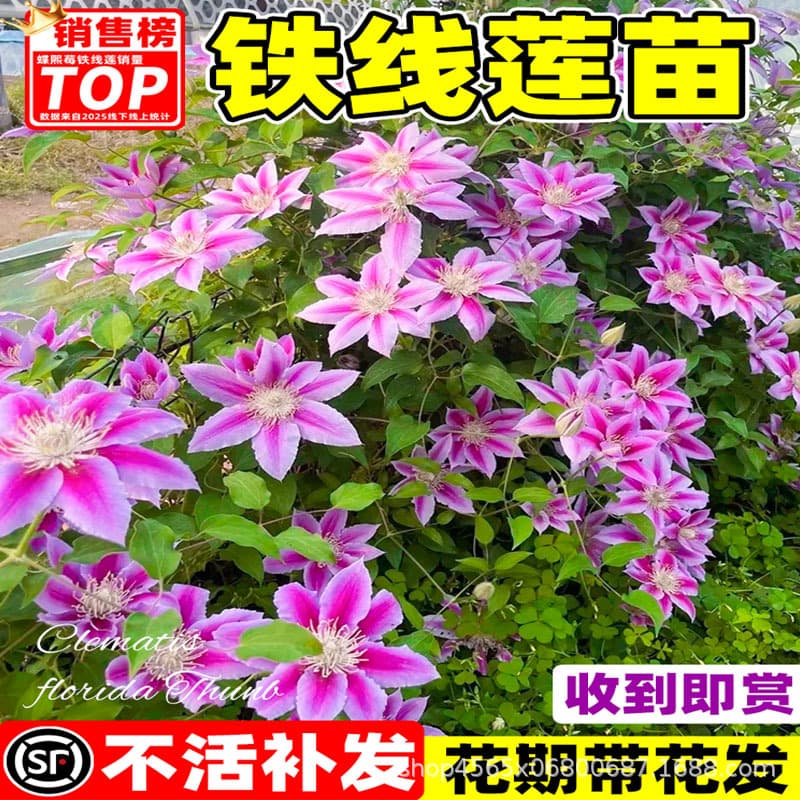Clematis Seedlings, Climbing Plants for Courtyard Cold-Hardy Green Potted Plants, Utopia and Silver Coin Varieties for Balcony All-Season Climbing Flowers