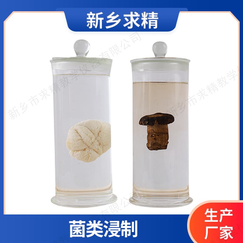 Origin, Quality, Natural Large Fungi and Plant Preserved Specimens
