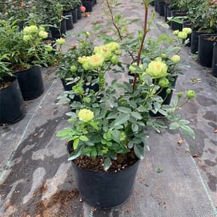 Miniature Rose Green Lightning Abundant Multi-Head Balcony Mini Rose Bonsai Rose Seedling Green Small Flower Multi-Season Blooming