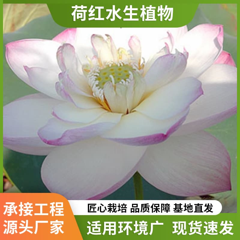 Direct supply of lotus seedlings, potted water-raised lotus root seedlings, edible ornamental lotus seeds, double lotus, high-quality aquatic plants
