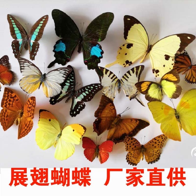 DIY Butterfly Specimen Spreading Real Insects in Self-Sealing Bags, Removable and Invoiced, Random Species for Specimen Collection