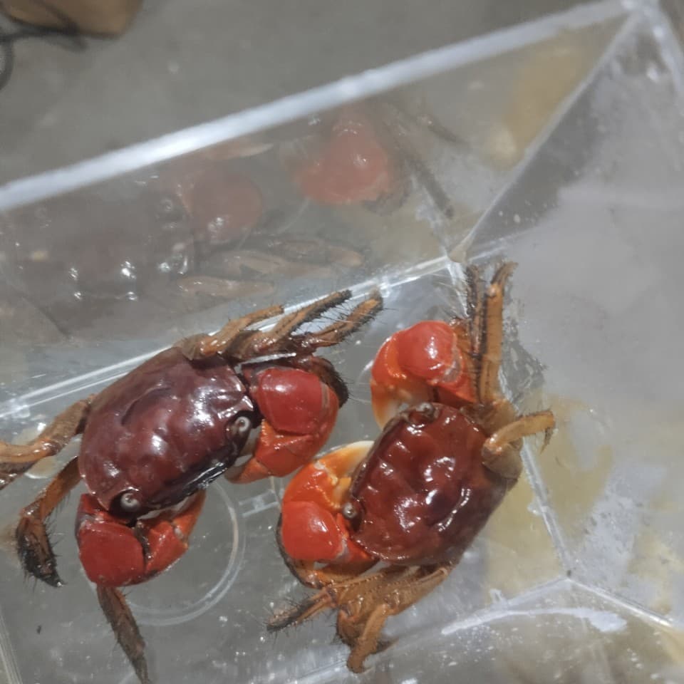 Hand Crab Pet Small Crab Live Climbing Pet Fish Tank Ornamental Crab Native Freshwater Crab Stall Wholesale Shou Crab