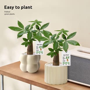 Money Tree Potted Plant Office Desktop Greenery Decoration, Indoor Living Room Fortune Green Plant Four-Season Air Purifying Plant