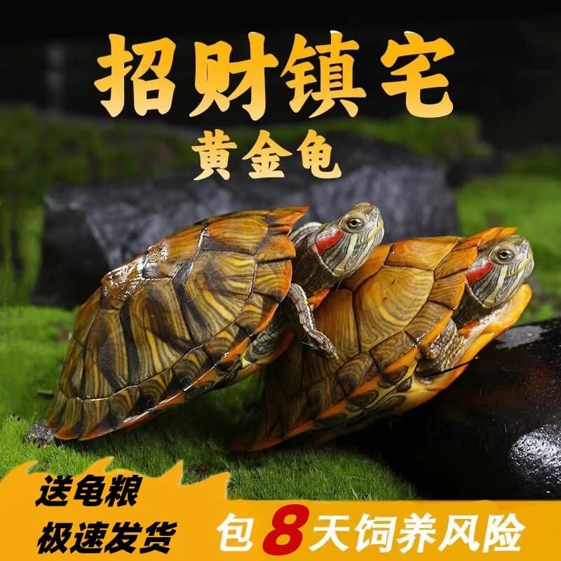 Brazilian Turtle Live Pet Turtle Small Brazilian Turtle Home Fortune Turtle Golden Turtle Cute Ornamental Turtle Large Turtle