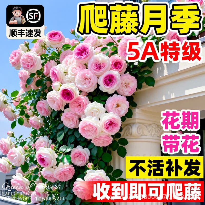 Wholesale Climbing Rose Seedlings, Large Four-Season Blooming Fragrant Pink Flowers, Climbing Vine Plants for Courtyard Walls