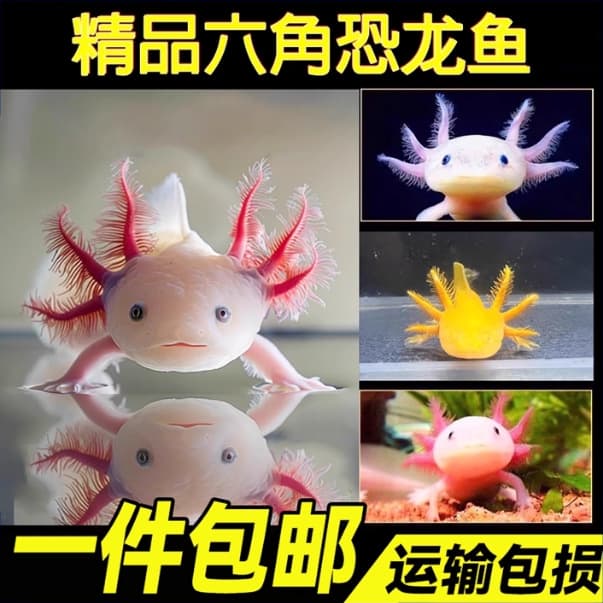 Axolotl Cold Water Fish Salamander Aquarium Pet Live Freshwater Easy to Keep Ornamental Trendy Fish