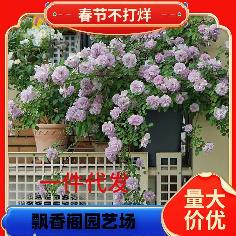 Dropshipping Tianlang Rose 0.8L Pot Blue Rain Longsha Gem Plant Potted Rose Garden Greenery