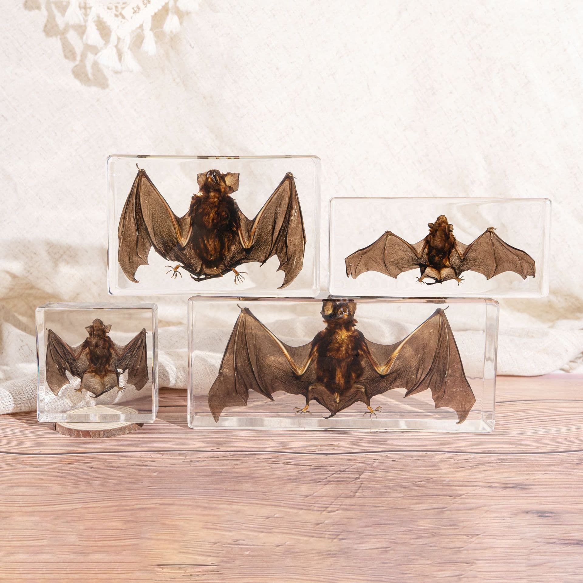 Foreign Trade Hot Selling Real Bat Specimen Amber Ornament Cultural Creative Gift Resin Craft Collectible Toy