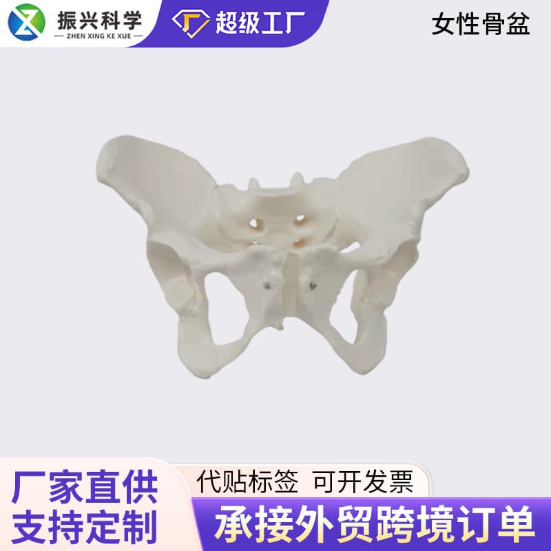 Female Pelvis Model Organs Bone Structure Anatomy Teaching Medical Use Skeleton Model