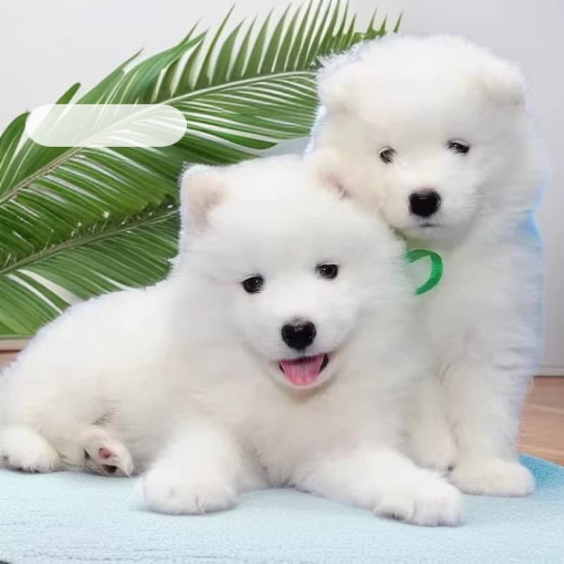 Purebred Samoyed Sled Dog Puppies, Live Dogs, Pet Puppies, Guard Dogs, Working Dogs, Companion Dogs, Search and Rescue Dogs