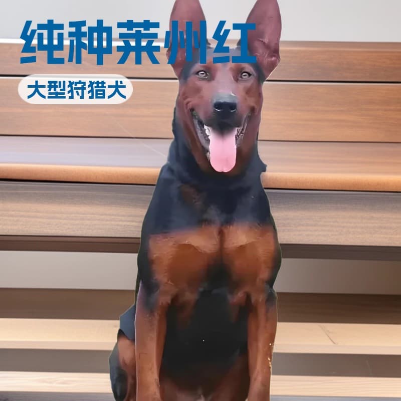 Purebred Double Bloodline Laizhou Red Puppy Live Dog Large Hunting Dog Guard Dog Fierce Dog Pet Puppy
