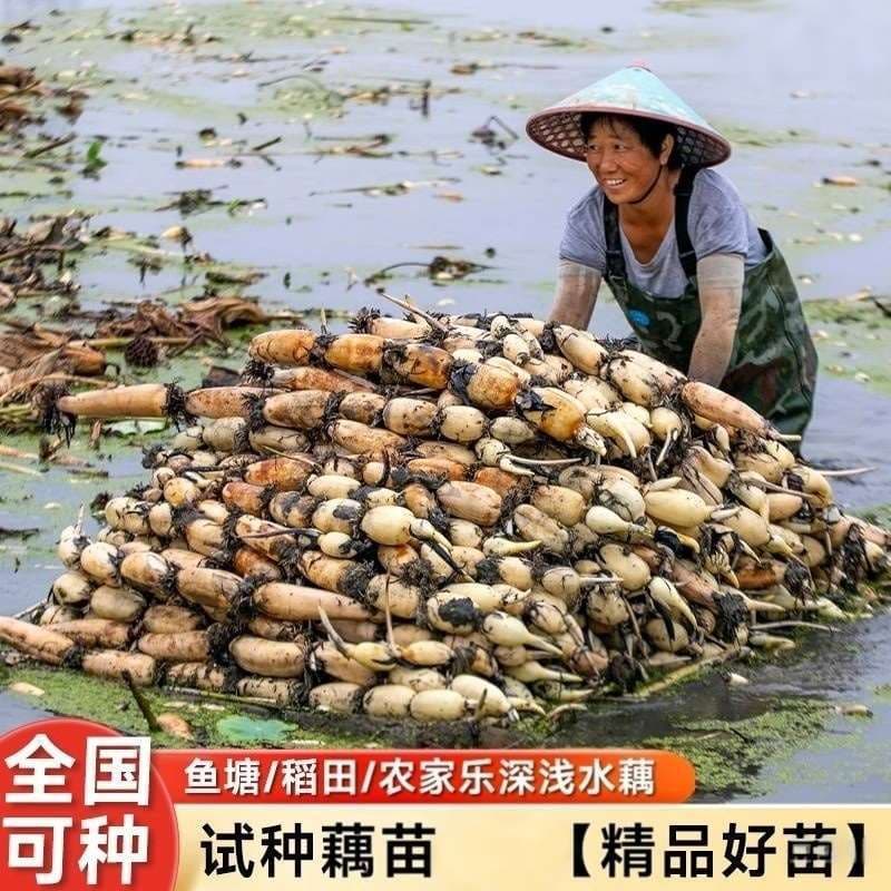 Edible high-yield lotus seedlings with buds lotus seeds vegetable lotus root flour lotus root pond ornamental large lotus seedlings crisp lotus root lotus root