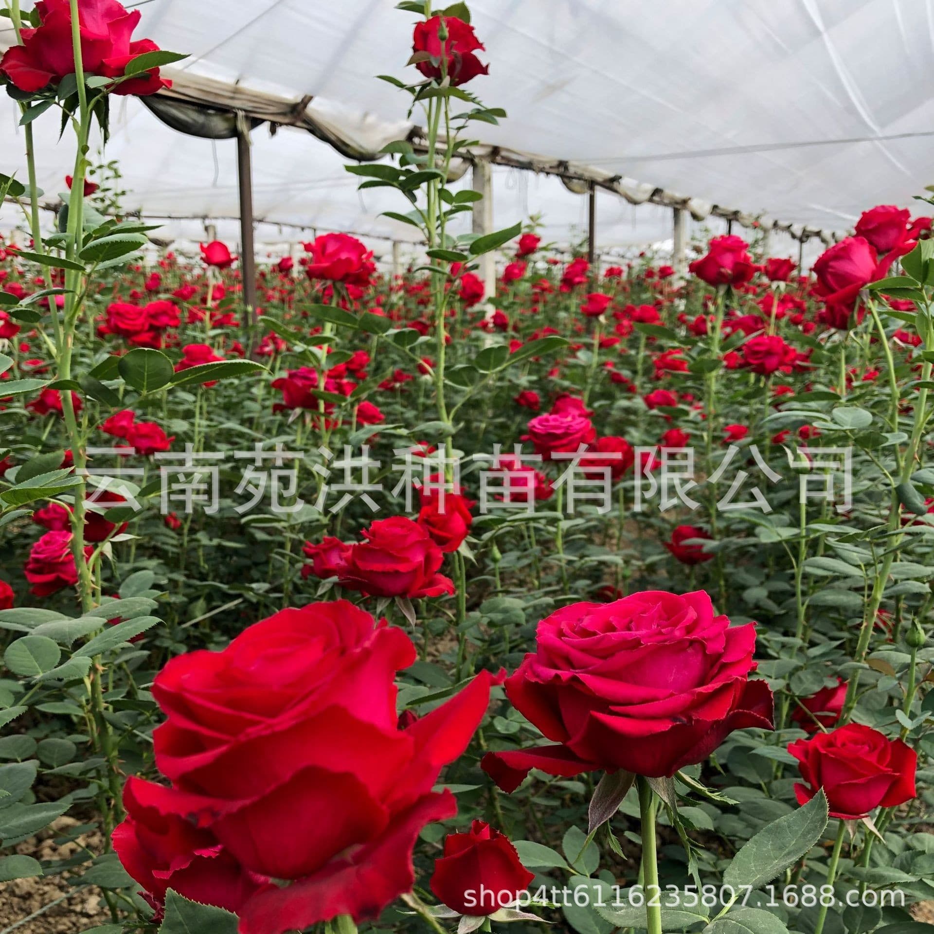 Corolla fresh cut flower large-flowered rose seedlings, large-flowered rose seedlings, potted plants, greening courtyard balconies, blooming all year round