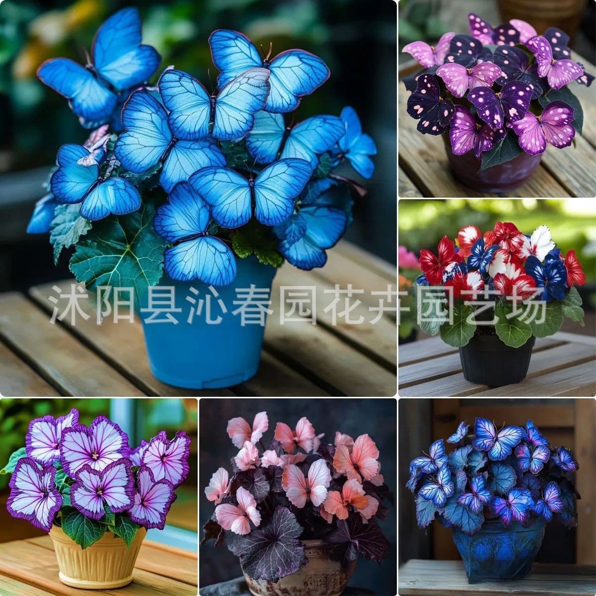 [Cross-border E-commerce] Moonlight Butterfly Flower Seeds, Butterfly Seeds, Viola Seeds, Garden Flower Seeds