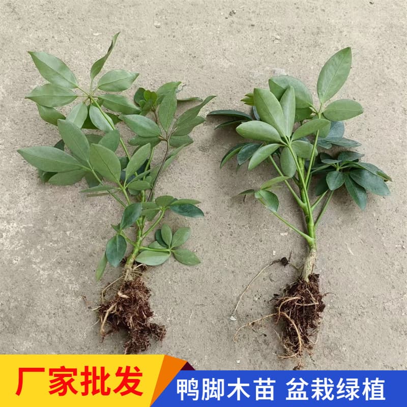 Schefflera octophylla Bare Root Seedling, Lucky Tree, Indoor Potted Foliage Plant for Garden and Home Decoration
