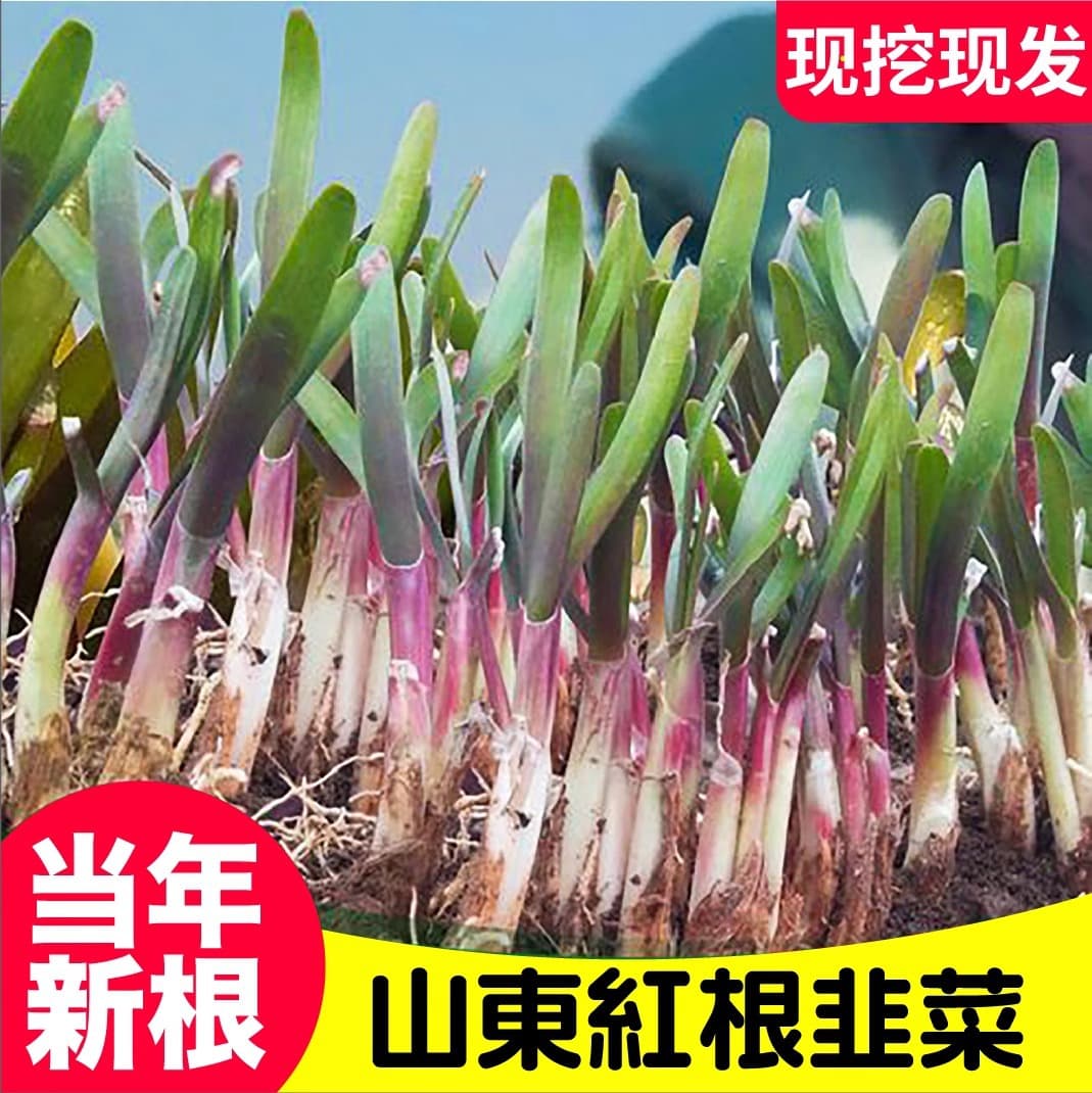 Broad-leaf red-rooted leek roots with soil seedlings, purple-root potted root seedlings, Philippine leek seedlings, leek roots