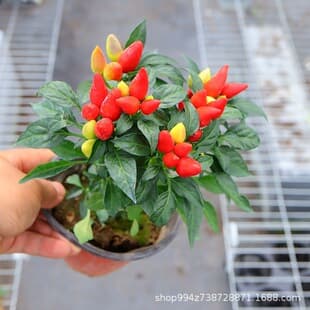 Rainbow Chili Pepper Potted Tree Seedling with Fruit Cherry Fresh Multicolor Five-Color Chili Pepper Cayenne Pepper Balcony Flower Green Plant