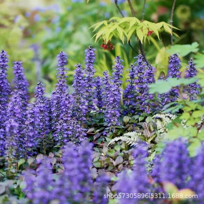 Multi-flowered Bugleweed Purple Bugleweed for Garden Landscaping Ornamental Flower Bugle Cup Seedlings Wholesale