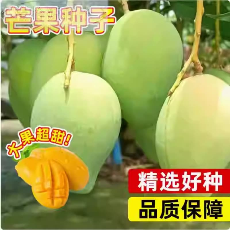 Mango Seeds Carabao Mango Seeds Jinhuang Mango Red Guifei Courtyard Balcony Potted Vegetables Fruit Seedlings