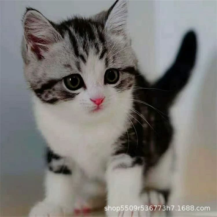 American Shorthair Live Tiger Tabby Kittens for Sale, American Shorthair Cheese Short-legged Cat Live Long-haired American Shorthair Direct from Breeder