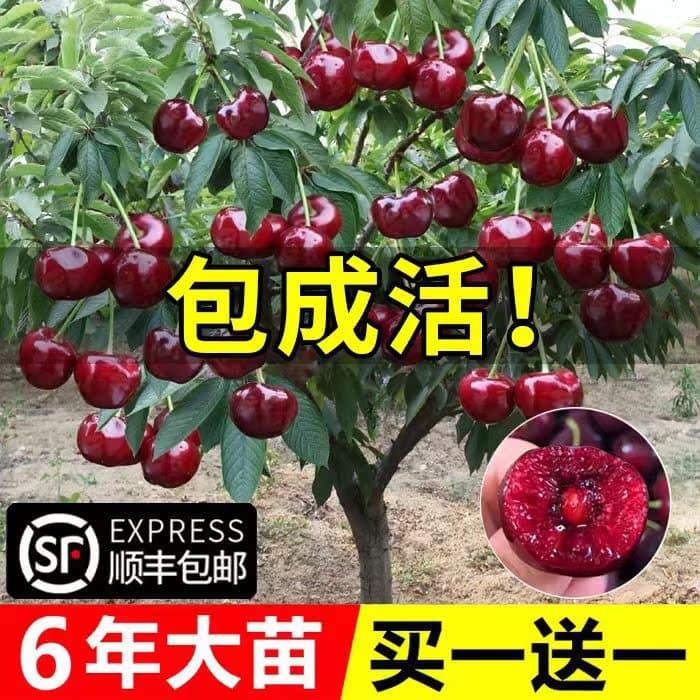 Cherry tree seedlings for planting in southern and northern regions, potted or garden fruit trees, dwarf cherry trees, large cherry seedlings