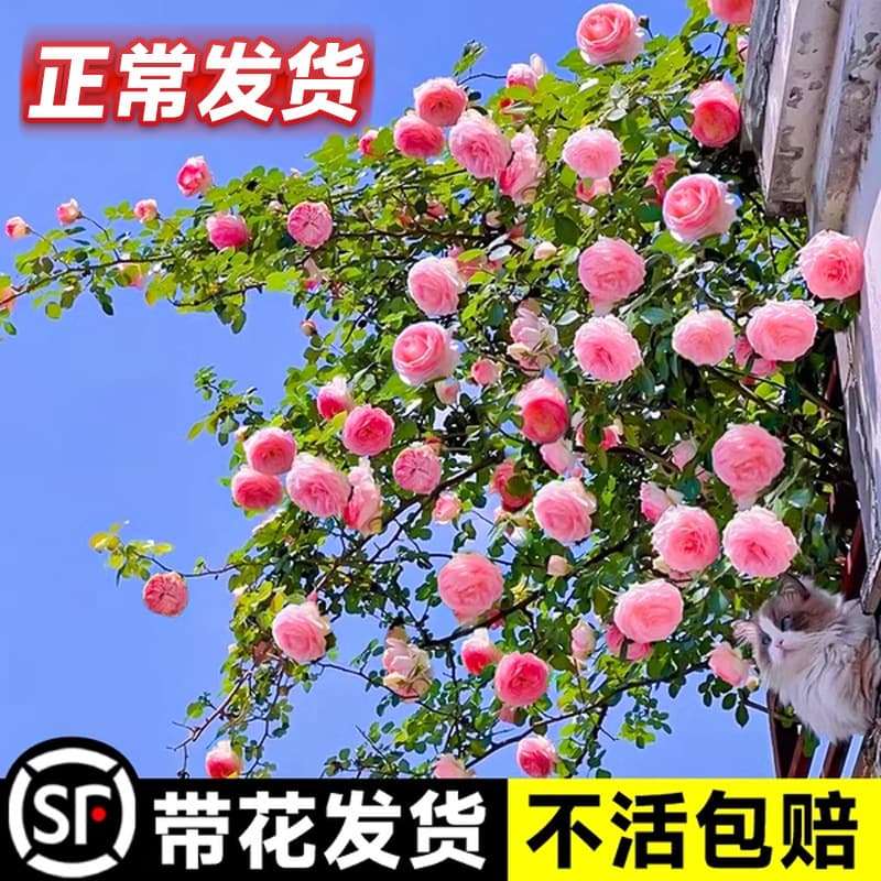 Pink Eden Climbing Rose Plant Potted Perennial Fragrant Blooming Flower for Garden