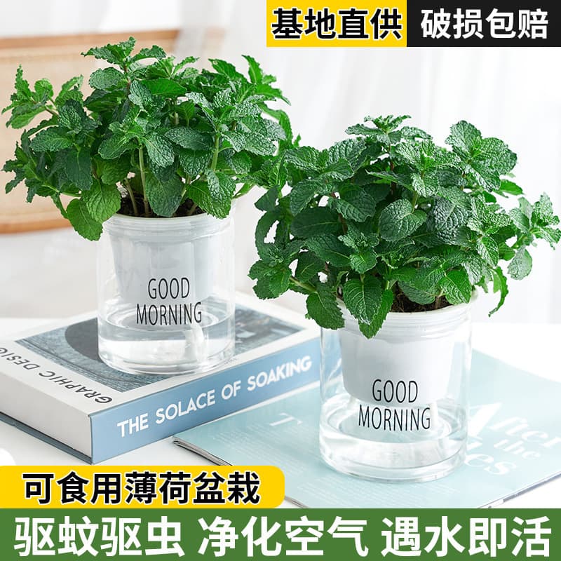 Edible Lemon Mint Potted Plant, Hydroponic Rosemary, Indoor Fresh Green Plant, Mosquito Repellent Herb