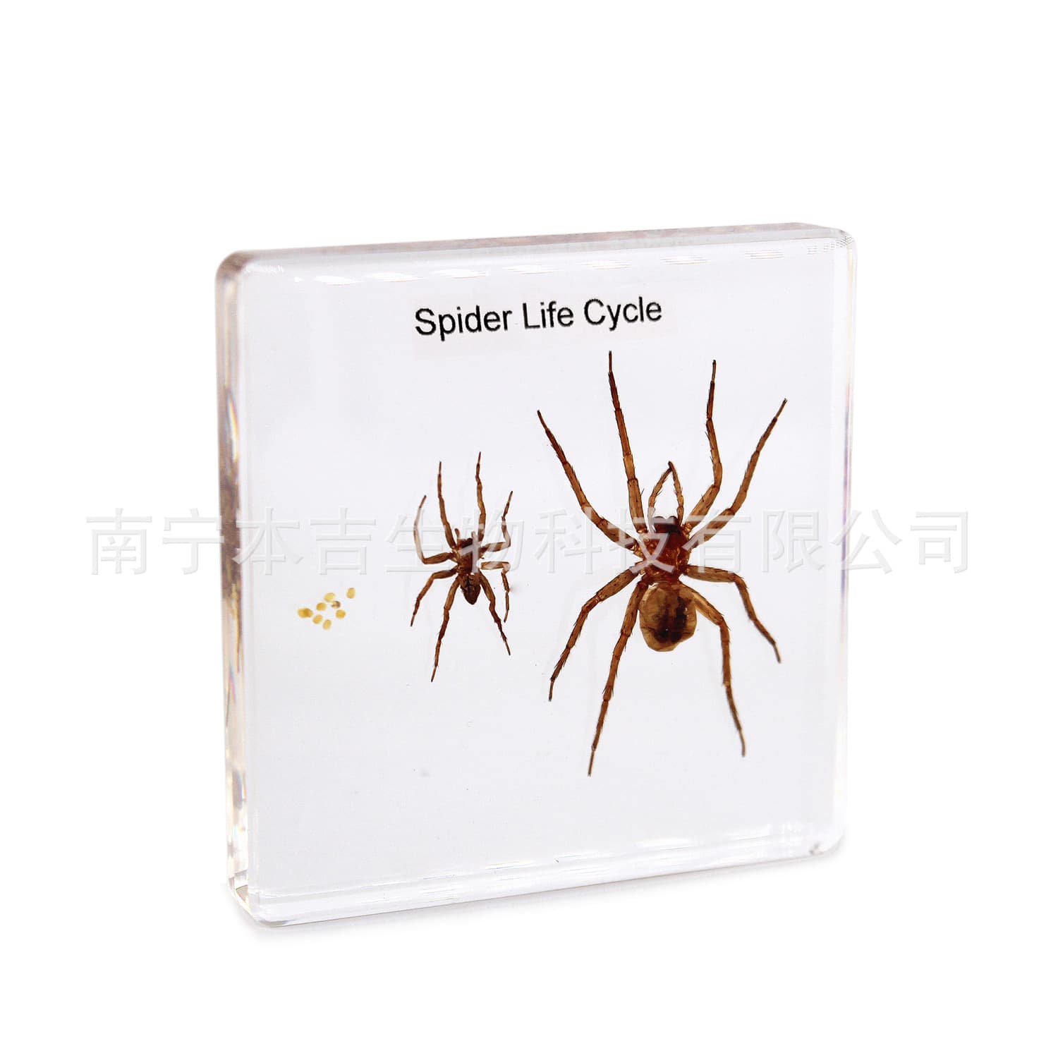 74 Resin Amber Specimen - Spider Growth Life Cycle - Biological Science Learning Materials - Export Quality