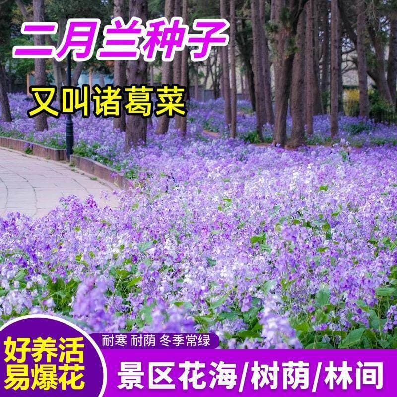 Cold-Tolerant February Orchid Flower Seeds, Autumn Sowing, Cold-Hardy Orychophragmus, Perennial Root, Shade-Tolerant and Cold-Resistant, Four-Season Easy-to-Grow Flower Seeds