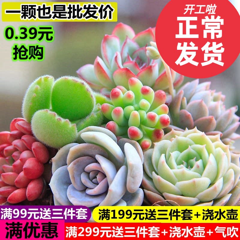 Wholesale Succulent Plants, Small Succulents, Small Potted Plants, Lithops, Haworthia, Direct from Farm, Self-Produced and Self-Sold, Free Shipping