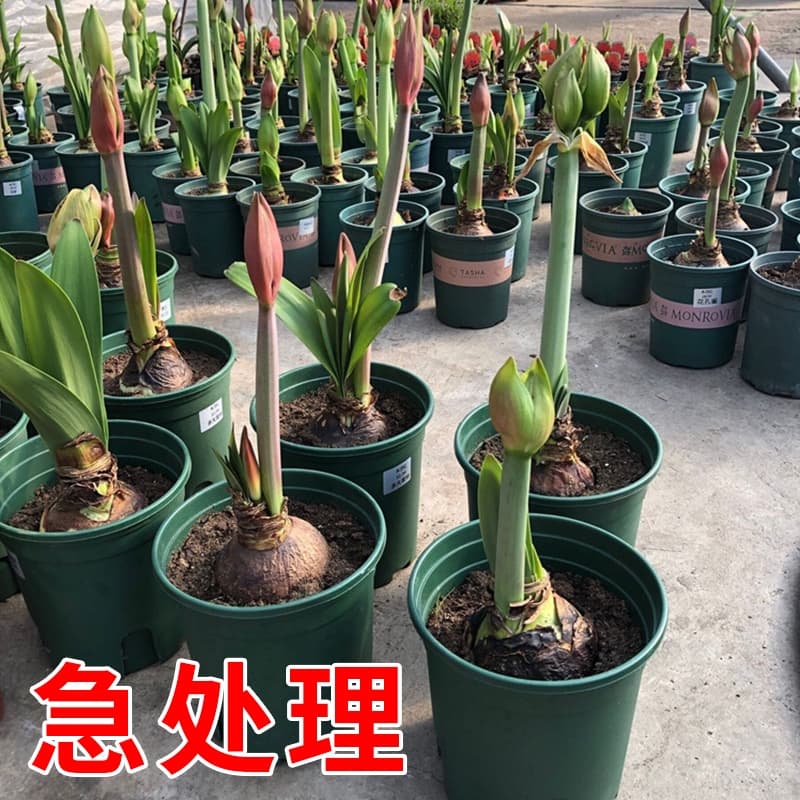 Giant series large-sized Dutch imported amaryllis bulbs with flower buds and flower stalks, double-petaled and easy to grow.