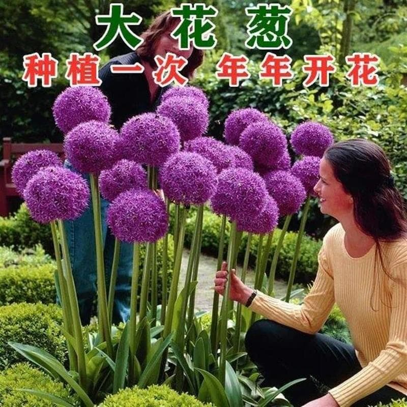Allium Giganteum Bulb Potted Plant Indoor Flower Four Seasons Green Aquatic Plant Blooming Lily Giant Onion