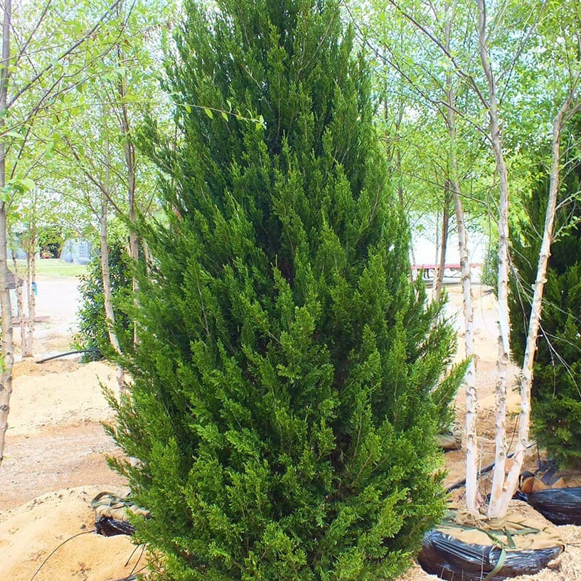Cypress Seedlings: Tower Cypress, Arborvitae, Flat Cypress, Side Cypress, Round Cypress, Dragon Cypress, Pagoda Pine, Sichuan Juniper, Branch and Leaf Sizes for Landscaping