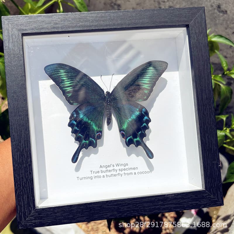 Real Butterfly Specimen Finished Gift Decor Painting Girls' Birthday Gift 520 Valentine's Day Scenic Spot Hot Seller