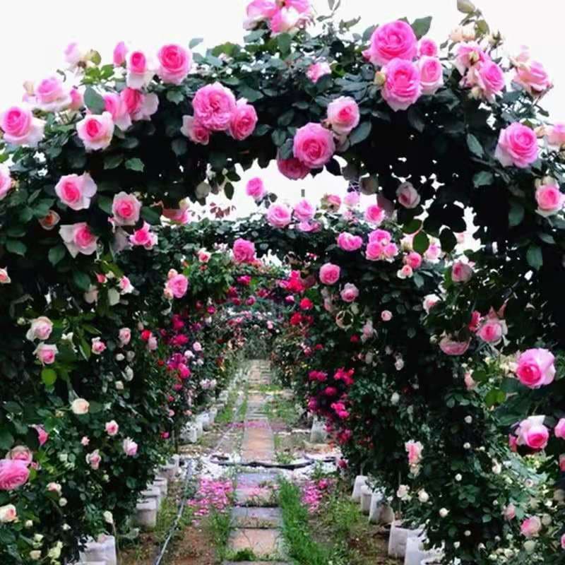 With flower buds [cold-resistant] four-season rose seedlings, climbing roses, large flowers, strong fragrance, garden climbing plants and flowers