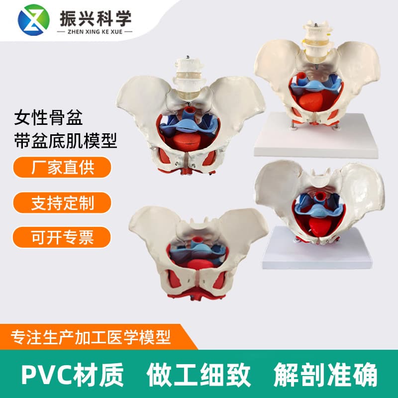 1:1 Female Pelvis with Pelvic Floor Muscle Model, Detachable Viscera, Postpartum Recovery Anatomy Medical Pelvic Organ