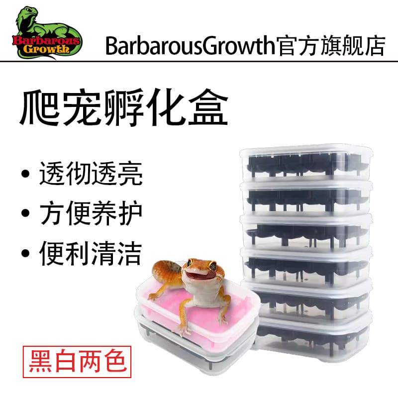 Reptile beautiful eyelashes sealed hatching box gecko hatching box maned lion corn pet crawling pet hatching egg grid egg separated by vermiculite