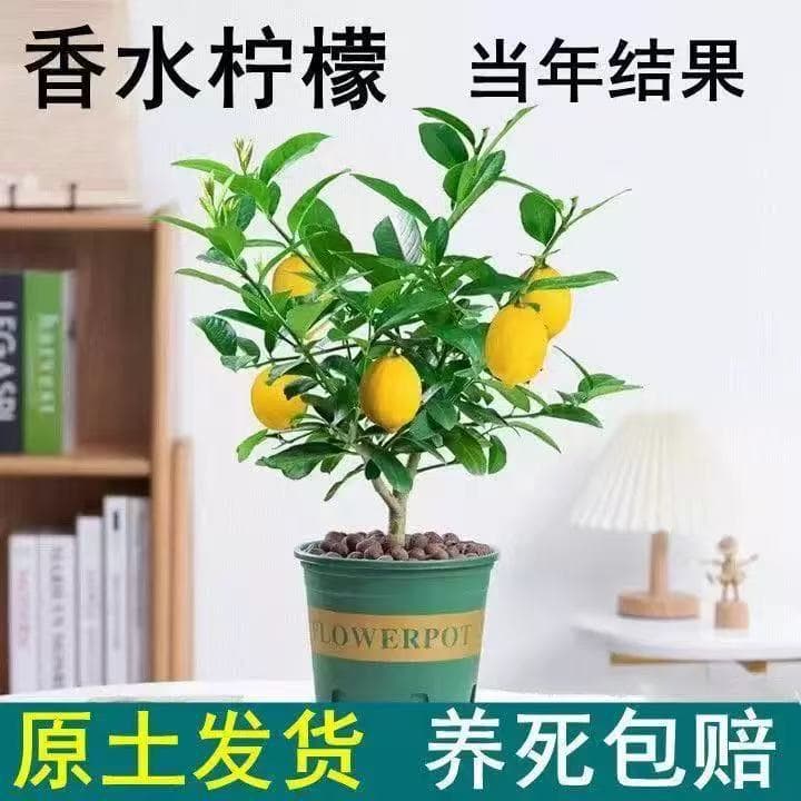 Lemon Tree Flower Seedling Potted Green Plant Four Seasons Evergreen Indoor Living Room Large Plant Balcony Courtyard Large Seedling Easy to Care
