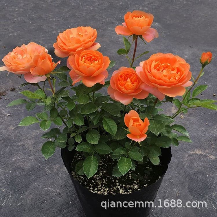 Juice Balcony Modern Rose Seedlings Potted Canaries Indoor and Outdoor Four-Season Flowering European Rose Florals and Green Plants