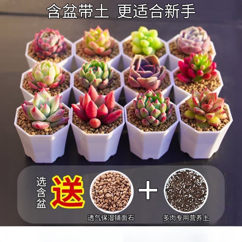 Succulent Plant Nursery Green Plants Small Potted Flowers Indoor Old Stems Clustered Rare Large Easy to Grow Direct Sale