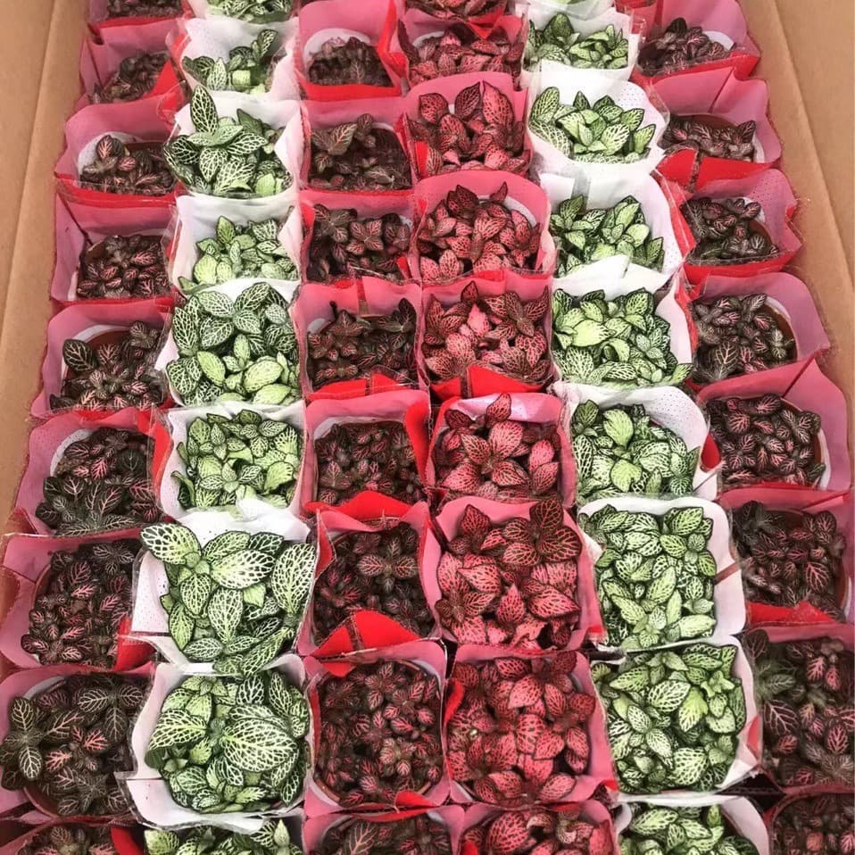 DIY Directly Approved by the Base, Mesh Grass Mixed with Multiple Varieties, Mixed Micro-Landscape Water Tank with Grass and Durable, Shipped by SF Express