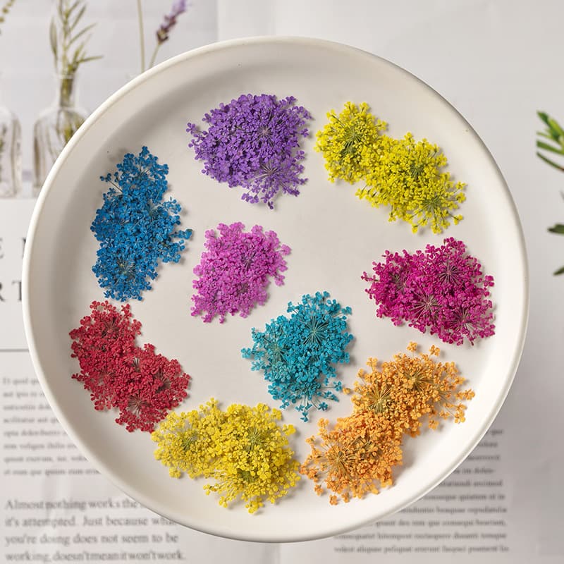 Snow Pearl Flower Pressed Flower Material for Epoxy Resin DIY Handmade Plant Teaching Natural Real Flower Specimen