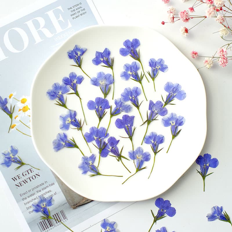 Lobelia flower heads dried flowers for phone case, scented candle DIY craft materials