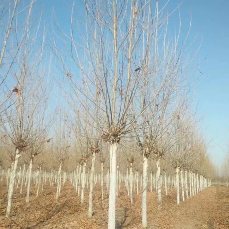 Base Wholesale Plane Trees Nursery Price Straight Suzuki Plane Trees Street Trees